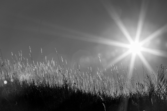 Sun star at Bobcat Ridge Natural Area