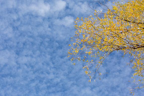 Blue Sky Yellow Leaves