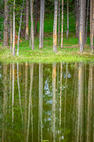 Reflections of Lodgepoles - YNP