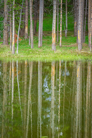 Reflections of Lodgepoles - YNP
